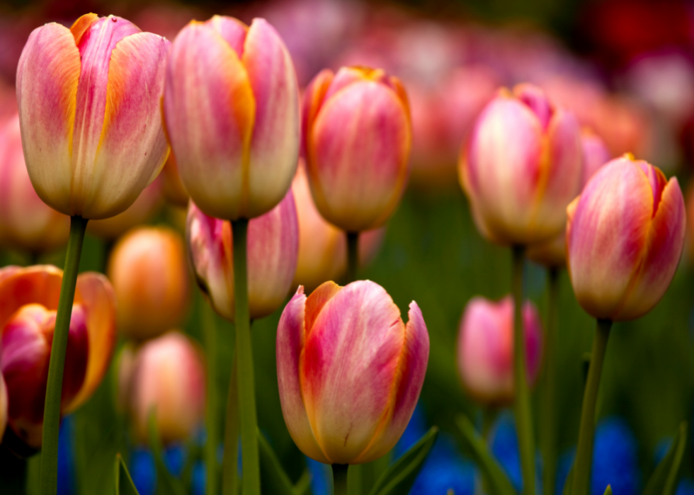 Meanings Behind 10 of the Most Popular Flowers in the World Stacker